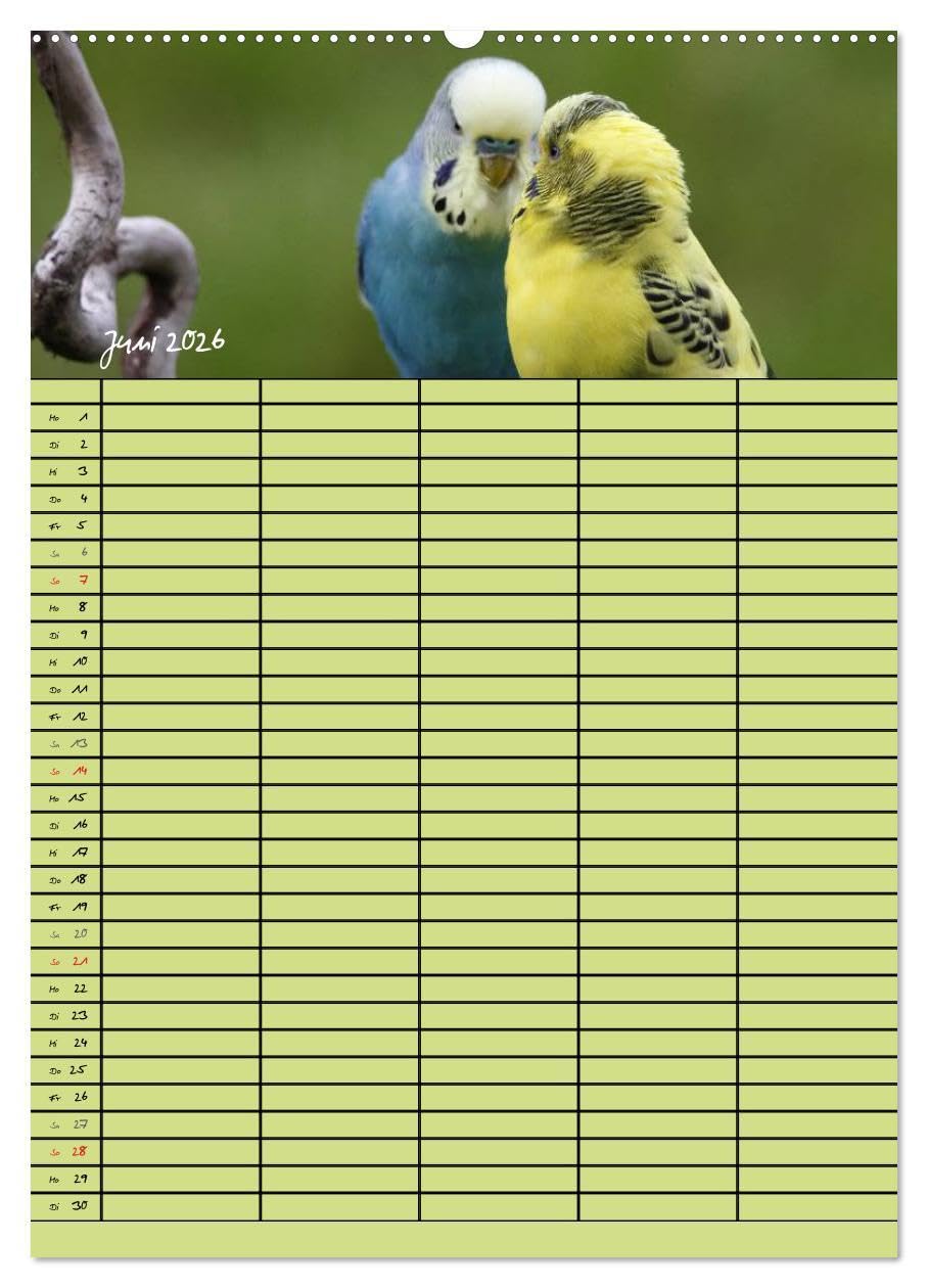 Der Wellensittich-Familienplaner (Wandkalender 2026 DIN A2 hoch), CALVENDO Monatskalender: Putzige Piepmätze (CALVENDO Tiere)