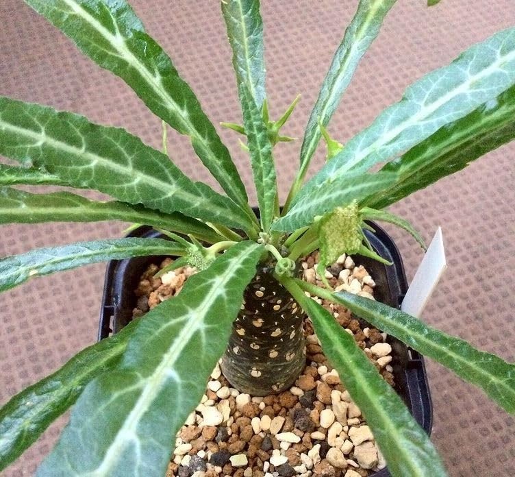 Amazon.co.jp: ドルステニア ランキフォリア Dorstenia crispa var