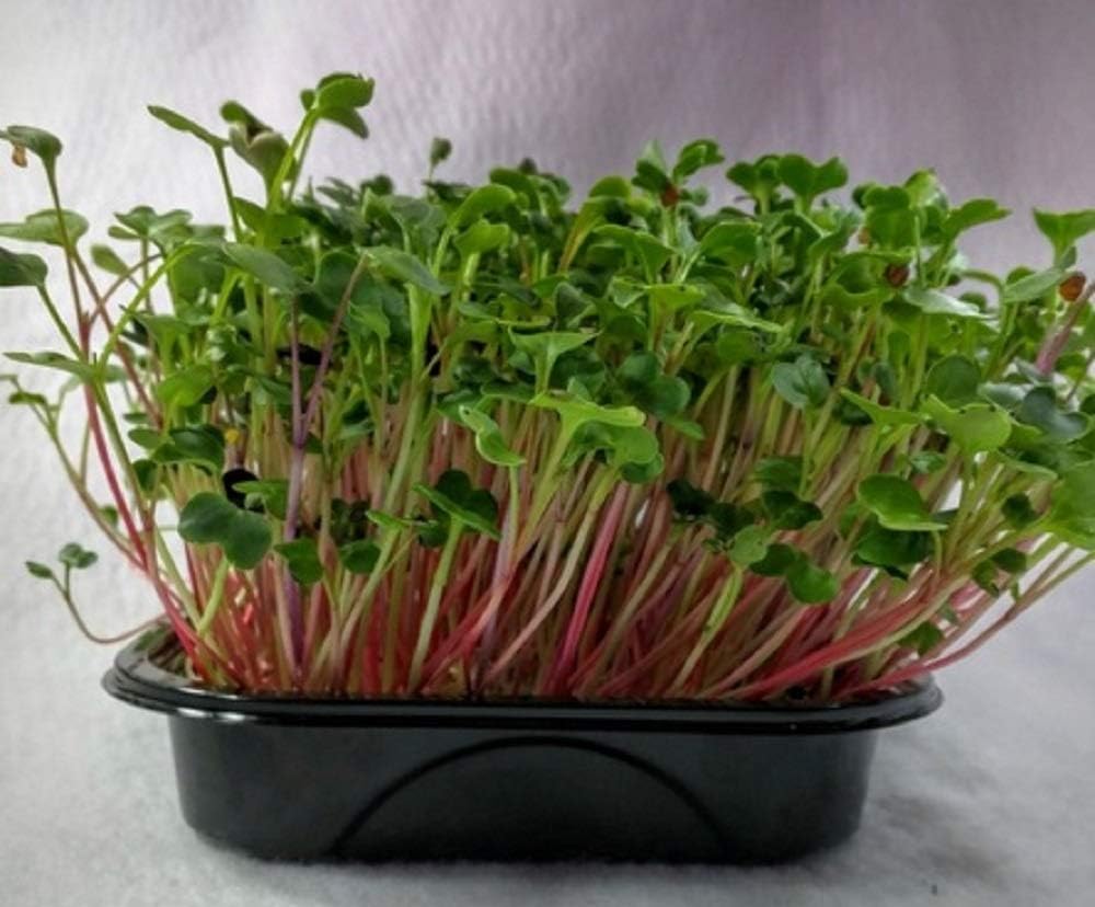 Micro Green Radish RED Coral 200 Gram