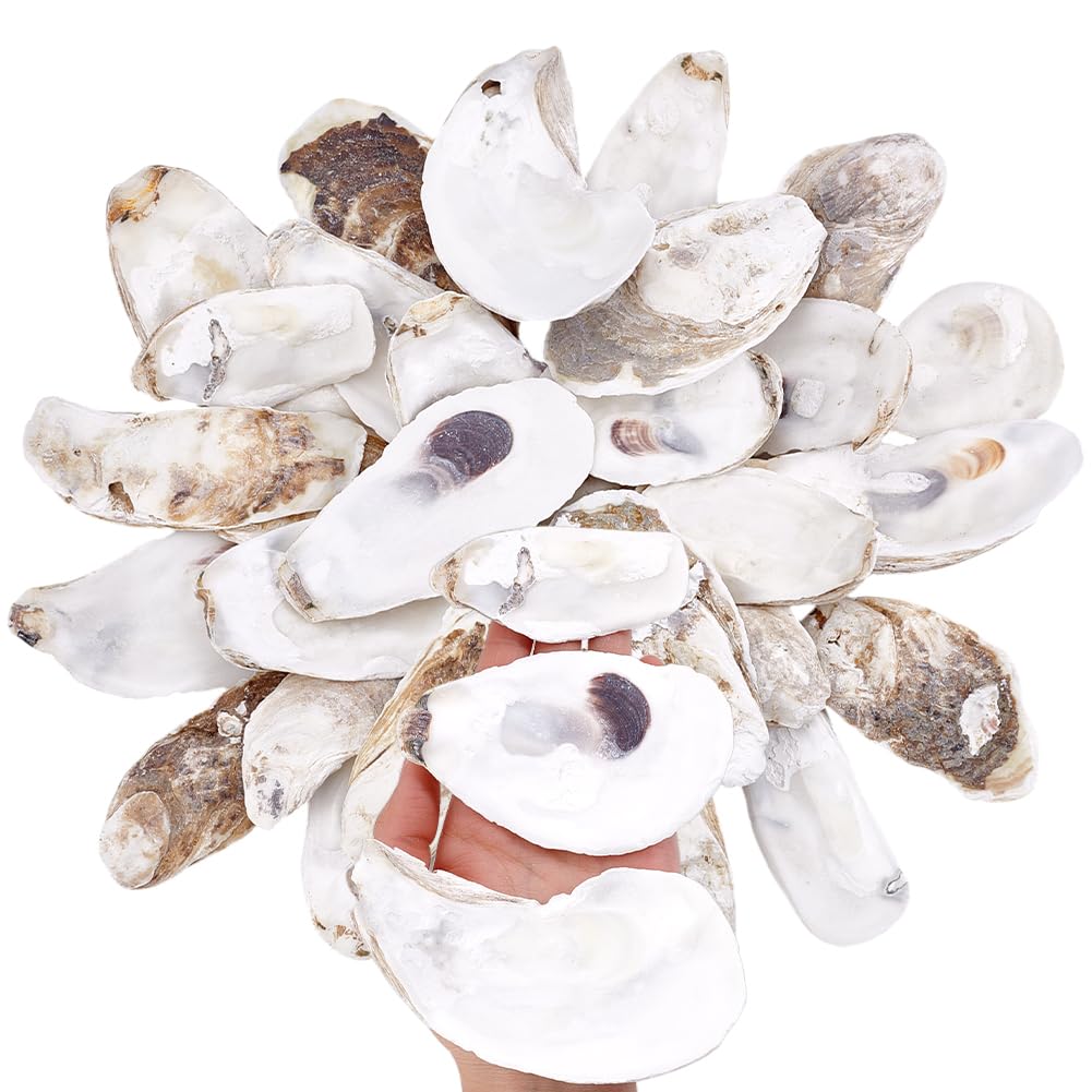 PH PandaHall 30pz Conchiglia di Ostriche per Artigianato Ornamento di Ostrica, 7~12cm Conchiglie di Mare per Artigianato Decorazione Della Casa Riempitivo per Vasi Ornamenti Fai Da Te