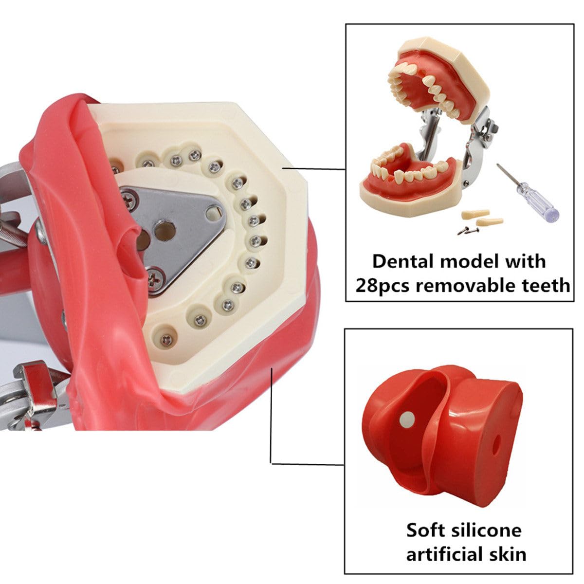 Manichino Simulatore Dentale Phantom Head Plastic Educational Dental Tooth Model con Montaggio da Banco, Testa di Manichino Simulatore Dentale per Scuole di Odontoiatria Istruzione Pratica