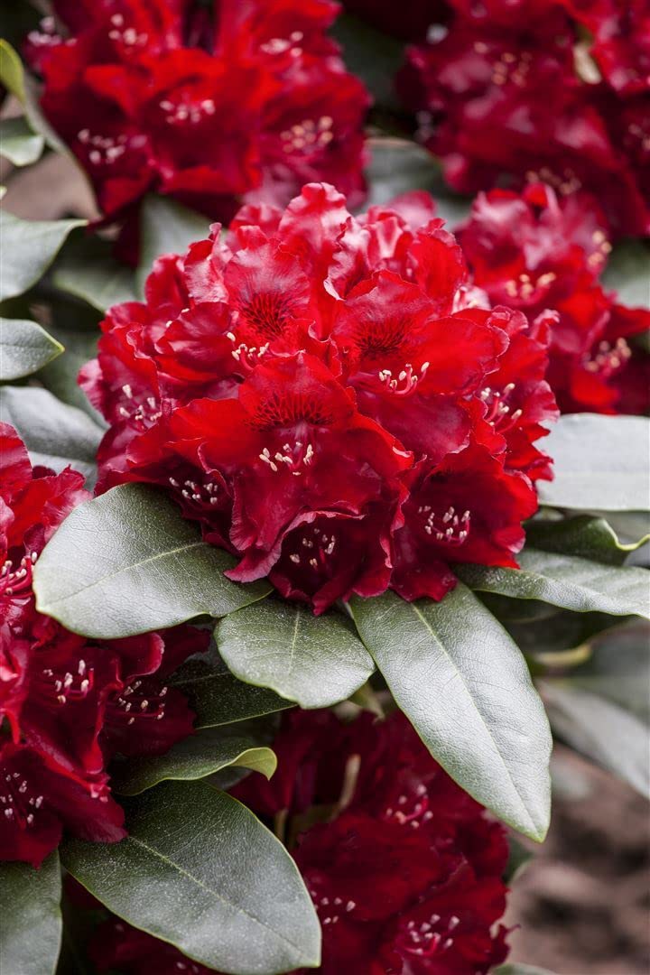 Rhododendron Hybride 'Cherry Kiss' 3040 cm  Winterhart, Immergrn und  Pflegeleicht  Rhododendron  Zierstrauch fr Garten & Kbel : Amazon.de:  Garten