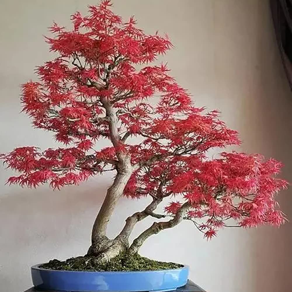 50 Stck Rotahornsamen Bonsai Bringen ein Gefhl der Leistung Dekorieren  Sie Ihr Zuhause Feuerrote Bltter Fgen Sie dem Garten Farbe hinzu Einfach  zu sen : Amazon.de: Garten