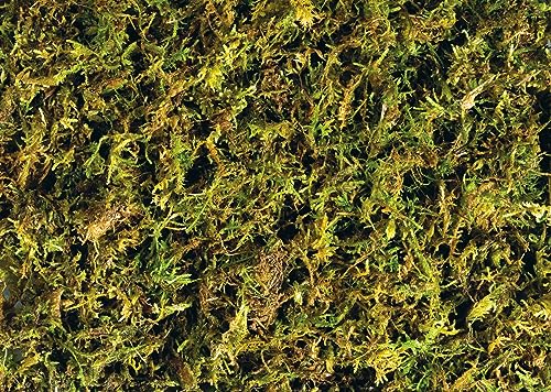 Exo Terra Forest Moss, 100% natürliches Moos, Waldmoos, tropisches Terrariensubstrat, 7L, 2er Pack