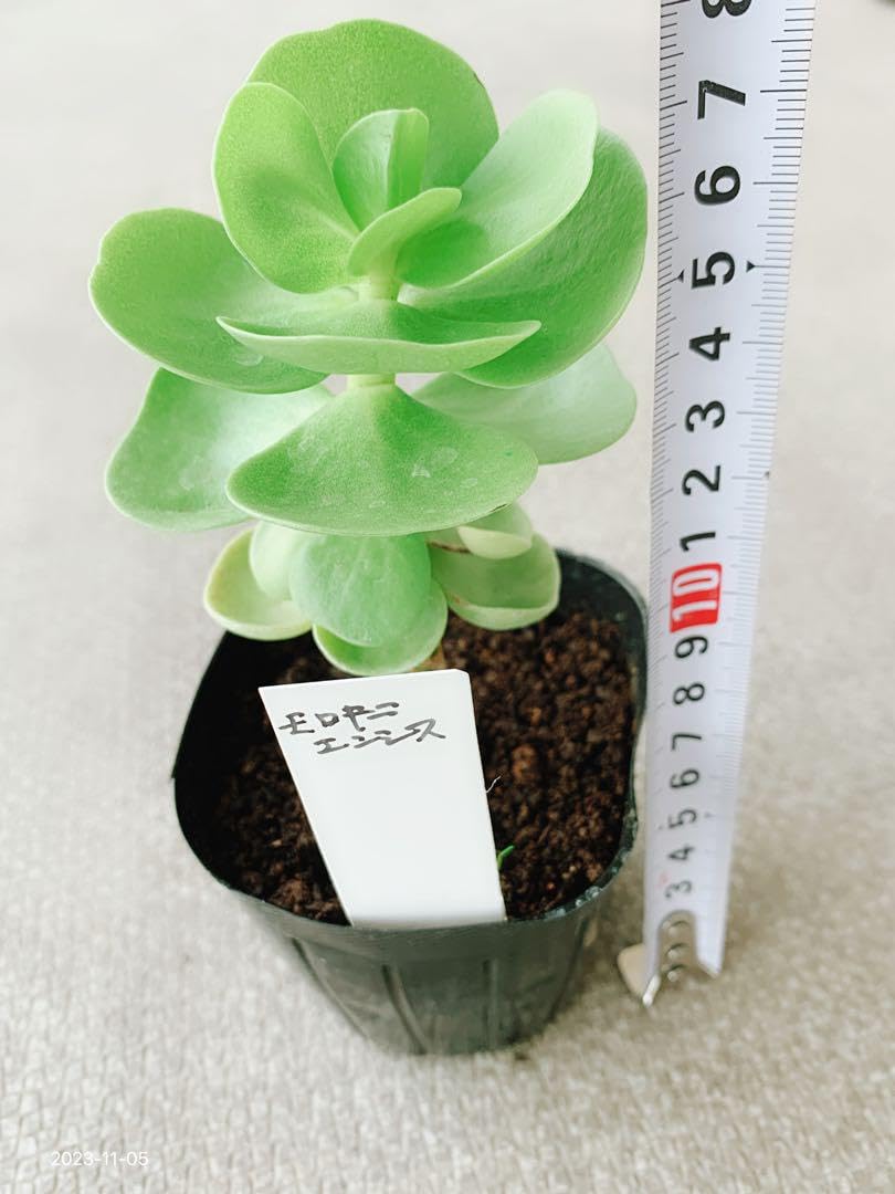 Amazon.co.jp: 人気 多肉植物 多幸樹 モロコエンシス モロキニエンシス