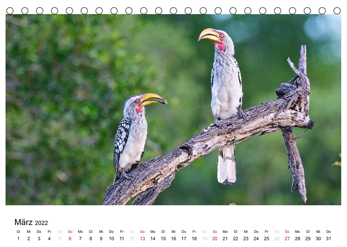 Afrikanische Vögel (Tischkalender 2022 DIN A5 quer): Fotografische Momentaufnahmen aus der gefiederten Tierwelt Afrikas (Monatskalender, 14 Seiten ) (CALVENDO Tiere)