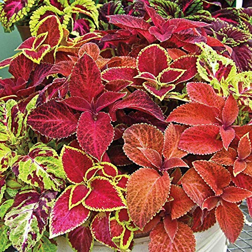100+ Seeds Coleus Wizard Mix Beautiful Flower Plants Coleus Blumei Seeds 100+ Seeds Coleus Wizard Mix Beautiful Flower Plants Coleus Blumei Seeds
