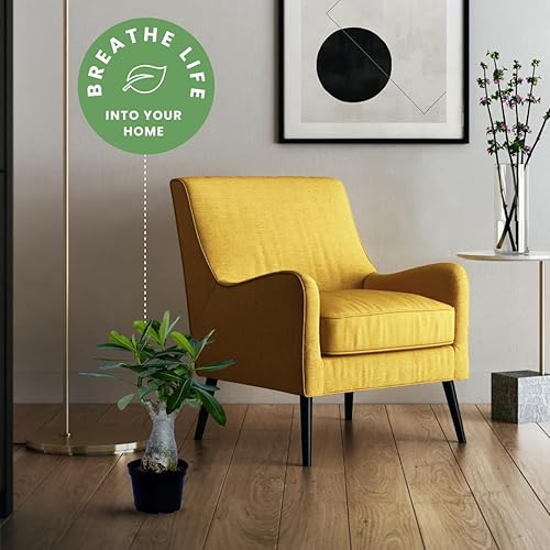 Miniatura 2 de American Plant Exchange Planta de rosa del desierto de floración individual, planta de interior con flores rosadas, maceta para decoración del hogar