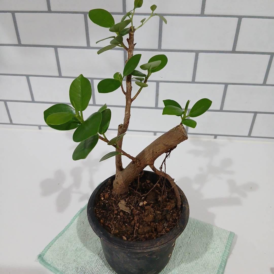 Amazon｜969 尖閣ガジュマルの木☆多幸の木☆縁起観葉植物☆沖縄産