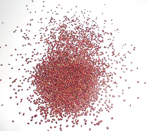 Himbeere Rot - ca. 50 Samen/Pack - Rubus idaeus - frosthart/mehrjährig