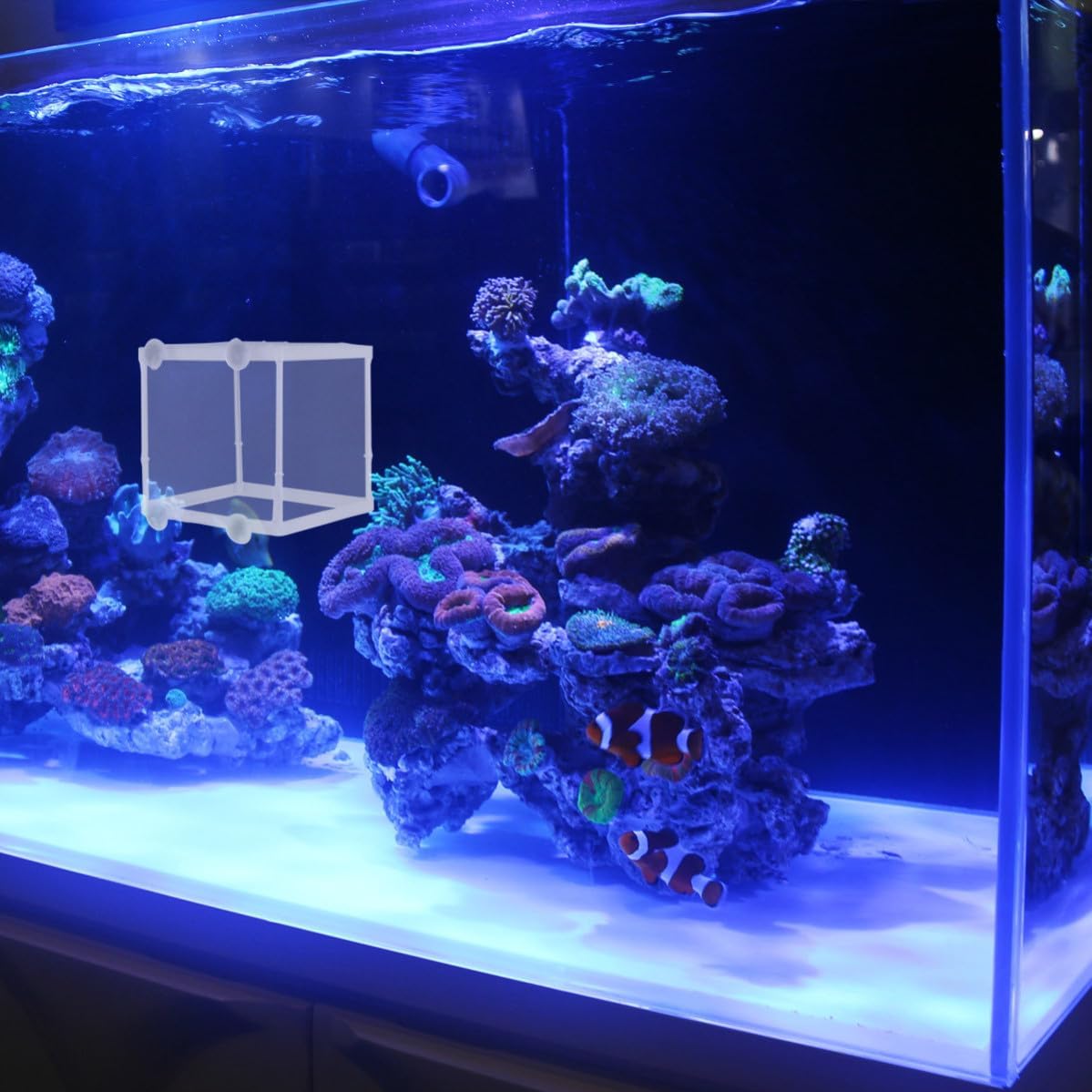 Box Separation Portable Isolation Floating Fish 2pcs with Breeding Net for Use Easy to Install White Plastic and Cloth Aquarium Fish Tank