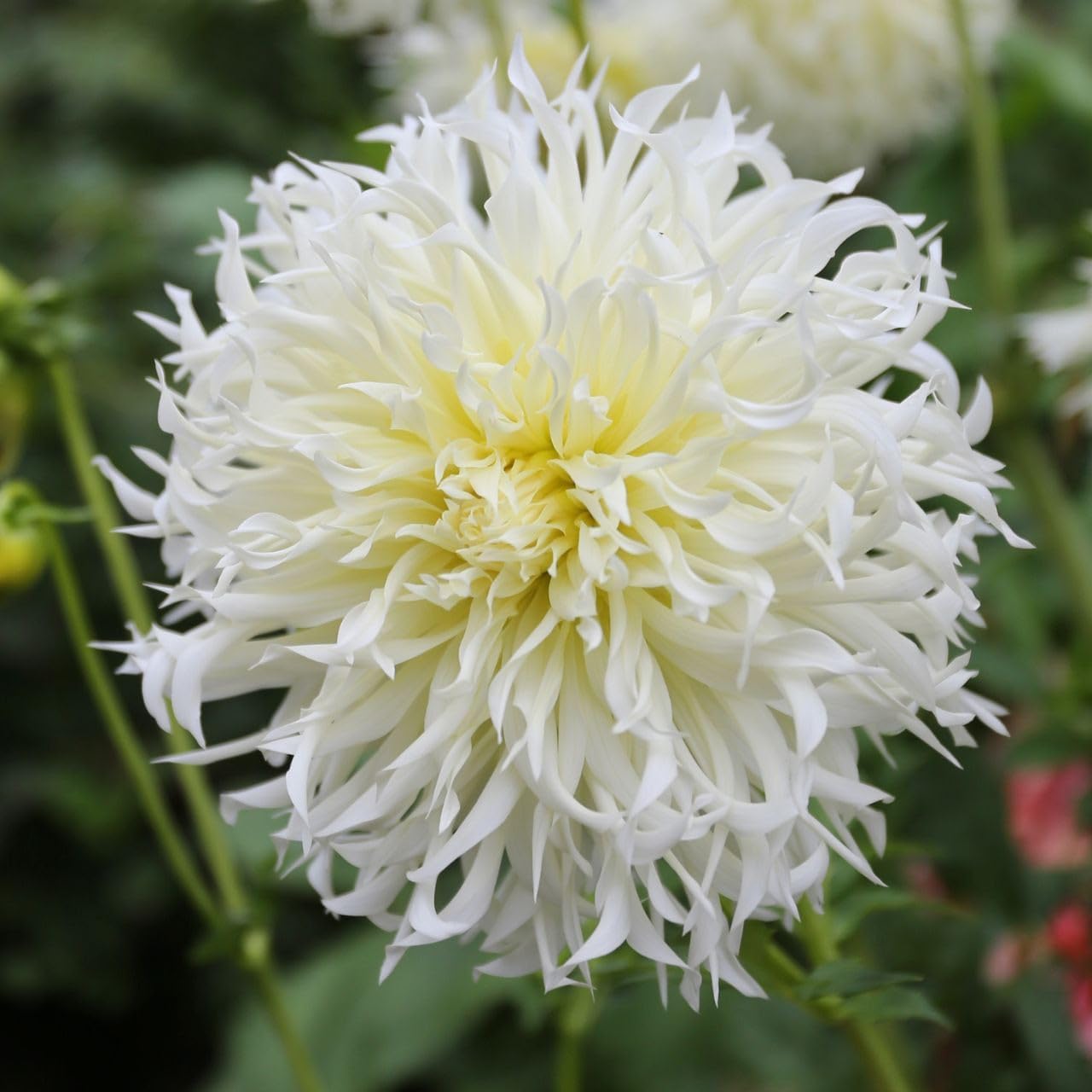 Votaniki Dahlia Semi Cactus Tsuki Yori No Shisha - Perennial Flowering Plant, Semi Cactus Dahlia Tubers for Planting | Blooms Summer Through Fall, Large Dahlia Tubers, Easy to Grow (2 Pack)