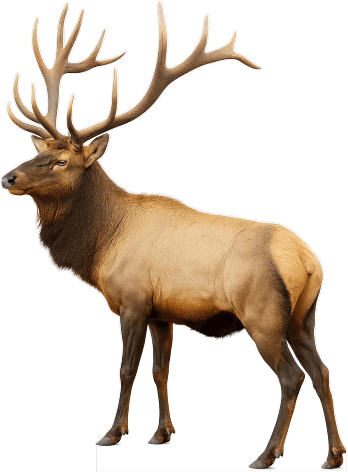 Elk Cutout  Life-Size Realistic Woodland Animal Standee for Forest-Themed Decor, Cabin & Wildlife Displays  Freestanding Coroplast Display  2ft to 6ft