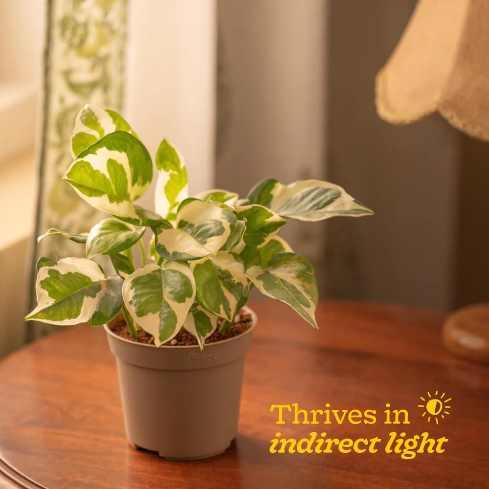 Good Luck Money Plant - Live & Easy Care -4