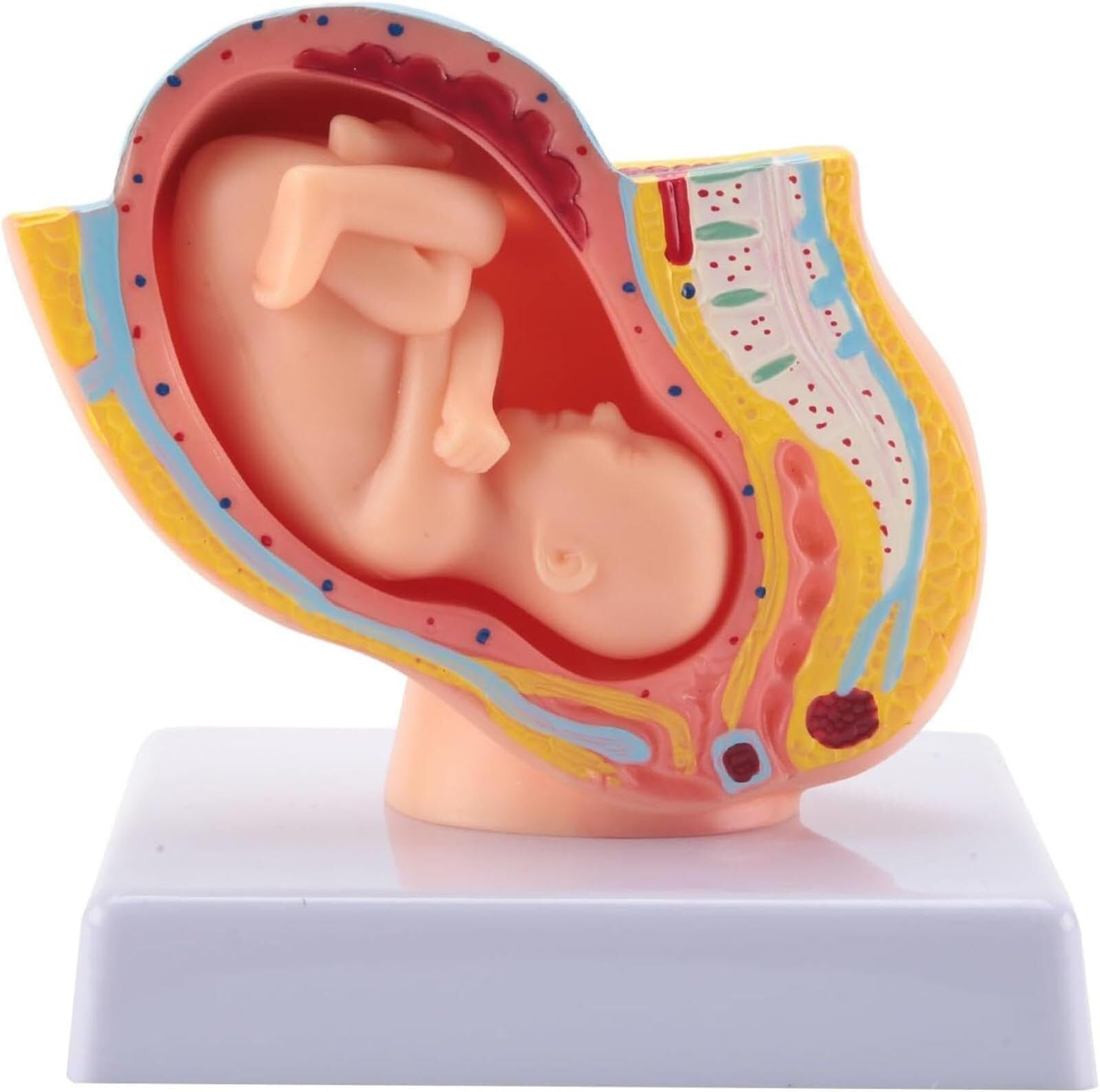 Anatomisches Beckenmodell Einer schwangeren Frau, weiblicher Beckenabschnitt, anatomisches Schwangerschaftsmodell, neun Monate altes Baby-Fötusmodell, Lebensgröße mit abnehmbaren Organen