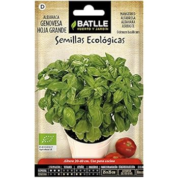 Semillas Ecológicas Aromáticas - Albahaca Gigante Genovese - ECO ...