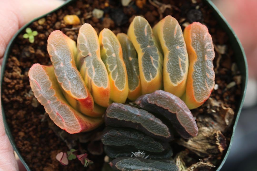 Amazon.co.jp: 多肉植物 ハオルチア 玉扇錦 極上斑入り : ホーム＆キッチン