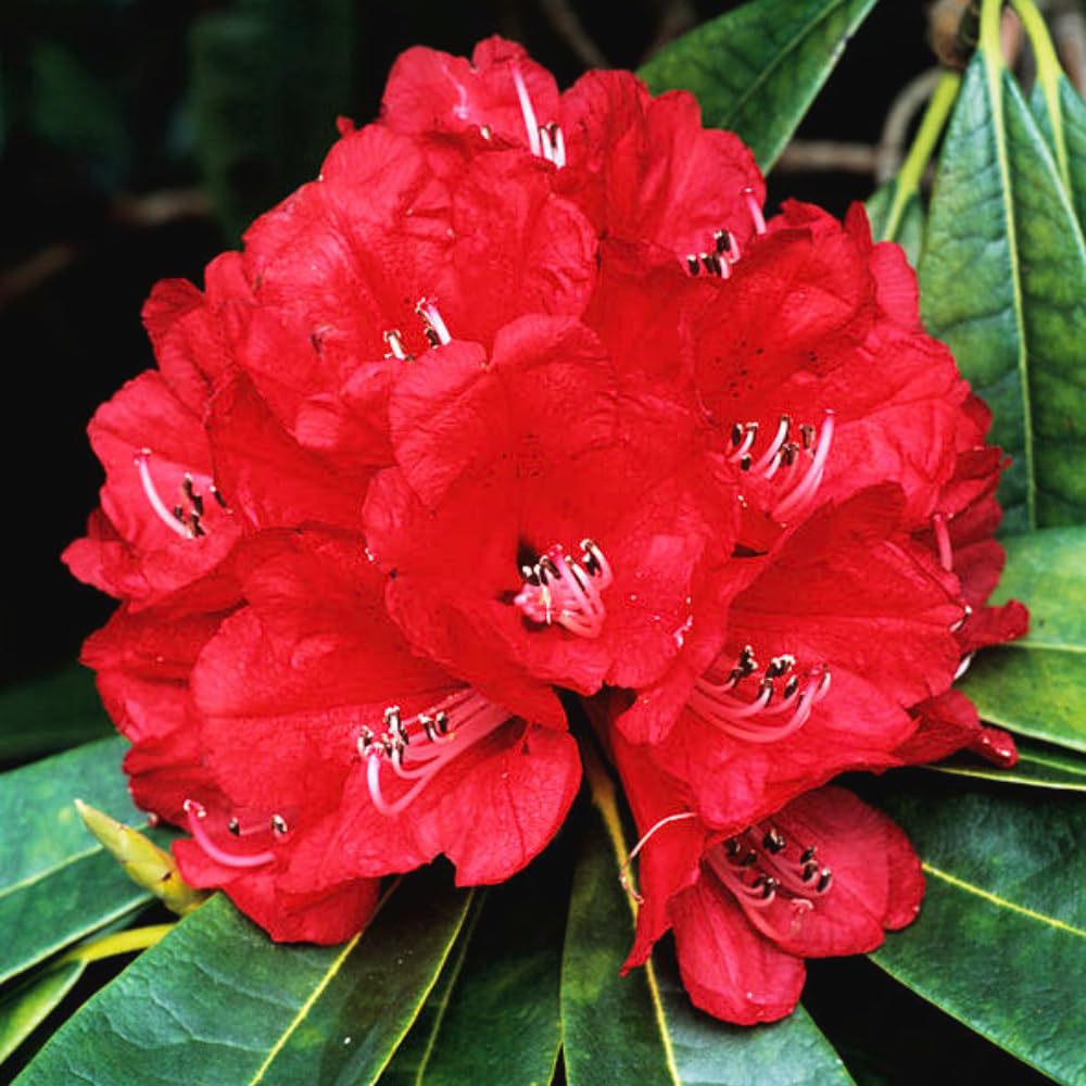 Amazon.com : 1-2 Ft Rhododendron Plants Live Bush Shrubs in 1 Gallon Pot  for Planting, Azalea Bush Ready Plant, Live Rhododendron Plant Azalea (Red)  : Patio, Lawn & Garden