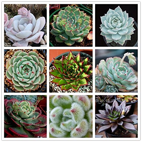 Hot selling New Home Garden Plant 20 Seeds Rare Sempervivum Mix