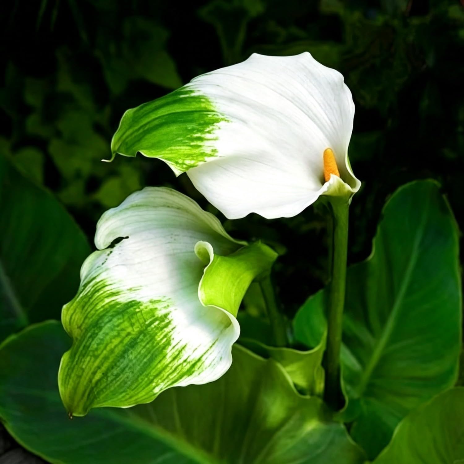 Calla Lily Seeds-Hardy Perennial Arum Lily,Excellent Display Indoor,Garden