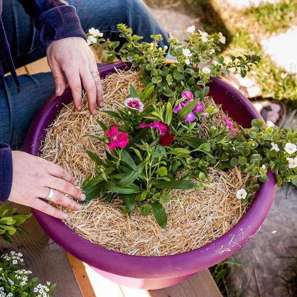 Miniatura 7 de Healthistraw GardenStraw Mini, para aislamiento de jardín, mantillo, medio para macetas, ropa de cama de animales, cultivo de semillas de hierba,