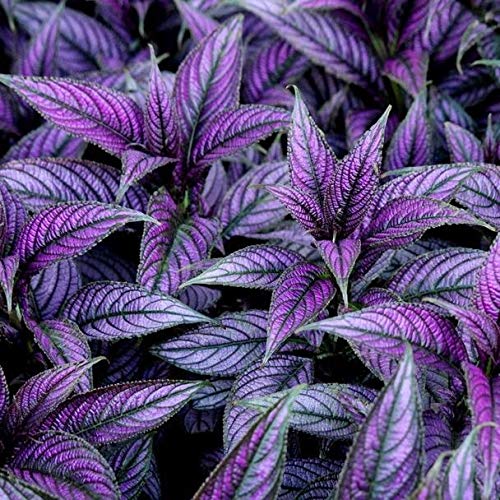 Portal Cool Strobilanthes/Persian Shield/Plug Plant