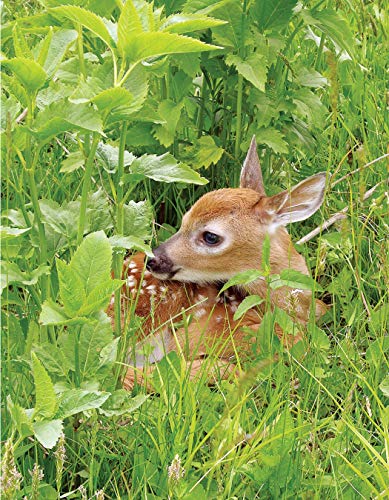 National Wildlife Federation(R): Attracting Birds, Butterflies, and Other Backyard Wildlife, Expanded Second Edition (Creative Homeowner) 17 Projects & Step-by-Step Instructions to Give Back to Nature - Image 11