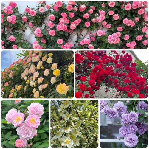 Rosas trepadoras, semillas resistentes, rosas arbustos resistentes, al aire libre de rosal trepador de jardín rocas ornamentales, decoraciones 130pcs