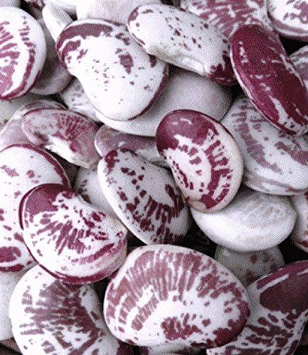 Christmas Pole Butterbean (Lima Bean) by Stonysoil Seed Company Southern Heirloom