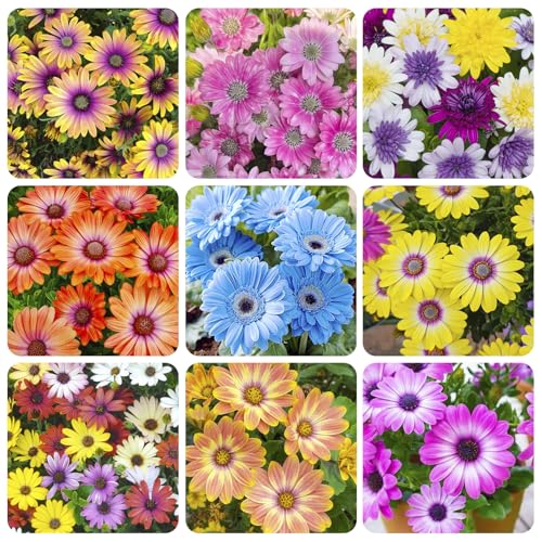 550+ Perennial Mix African Daisy Seeds for Planting-Non-GMO Heirloom Plant Seeds Garden Outdoor