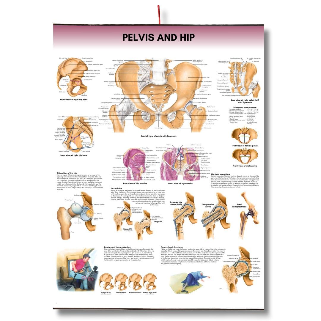Pelvis and hip Chart Anatomy Human Biology poster Medical Student Poster Pelvis and hip anatomical poster Dermatomes Vital Organs anatomy wall poster-picture-21