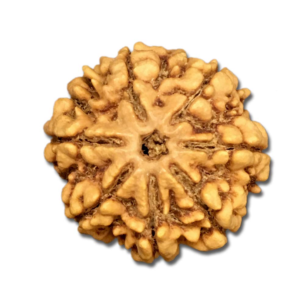 7 Mukhi Nepal Rudraksha Collector 25mm-26mm Lab Certified