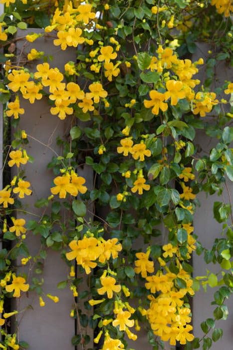 OhhSome Madhumalati - Fragrant Rangoon Creeper Plant Decorative Climber For Outdoor Spaces(1 Plant)