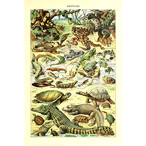 Meishe Art Poster Jahrgang Plakate Drucken Kunstdrucke Bilder Plakatdruck Abbildung Wildes Tier Spezies Reptilien Schlange Schildkröte Eichhörnchen Biologie Wissenschaft Wand Decor