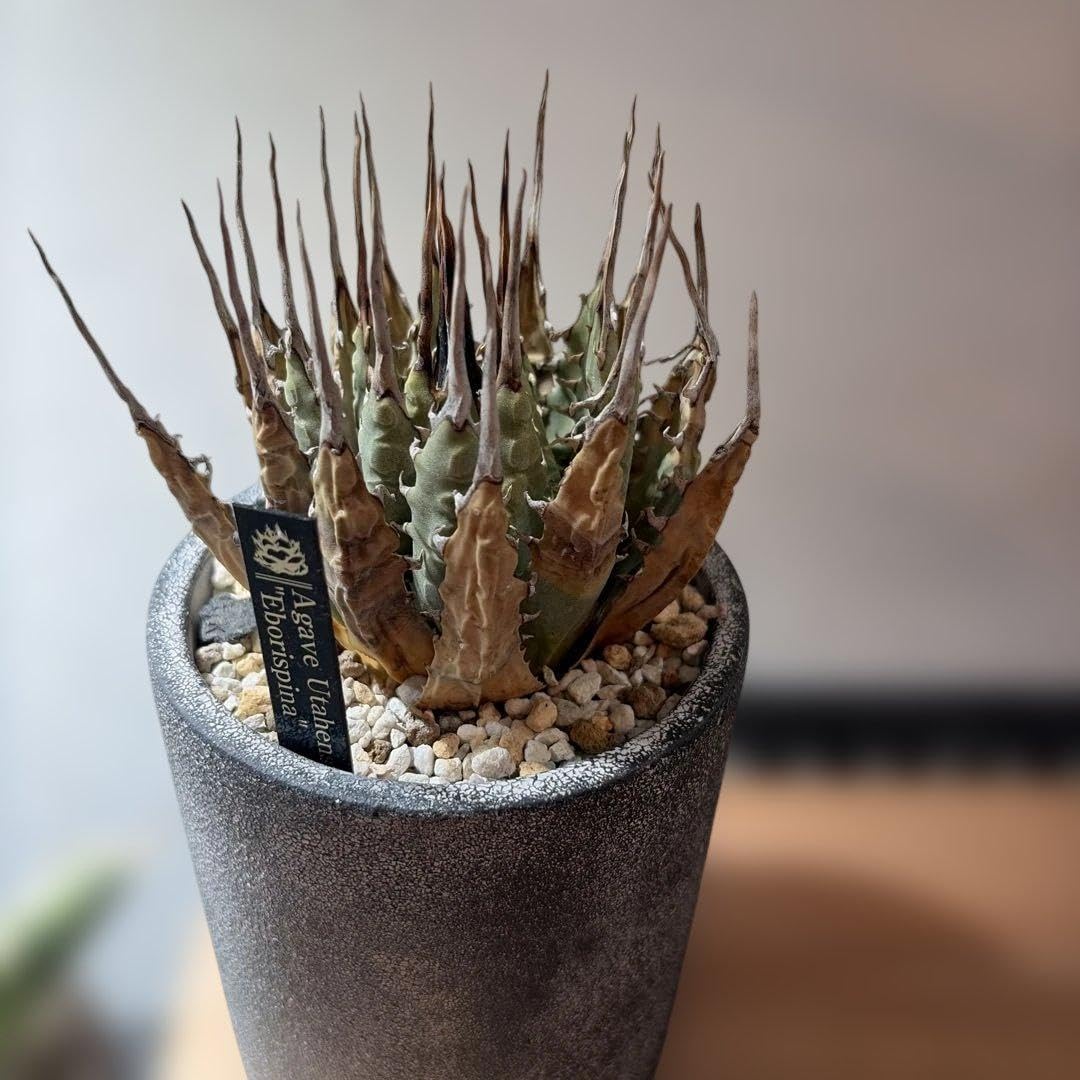 Amazon｜アガベ ユタエンシス エボリスピナ 発根済｜観葉植物
