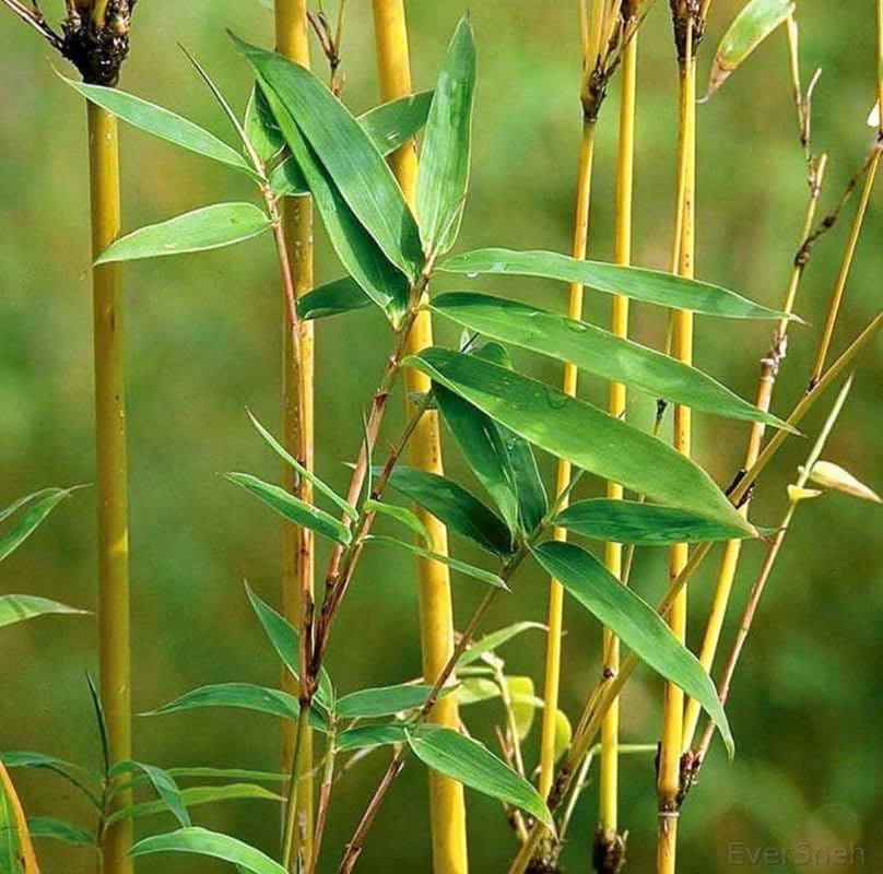 Desi Bamboo Live Plant – Hardy Outdoor Garden Plant | Air Purifying Bamboo Plant for Home, Balcony & Backyard | Natural Fence Live Plant