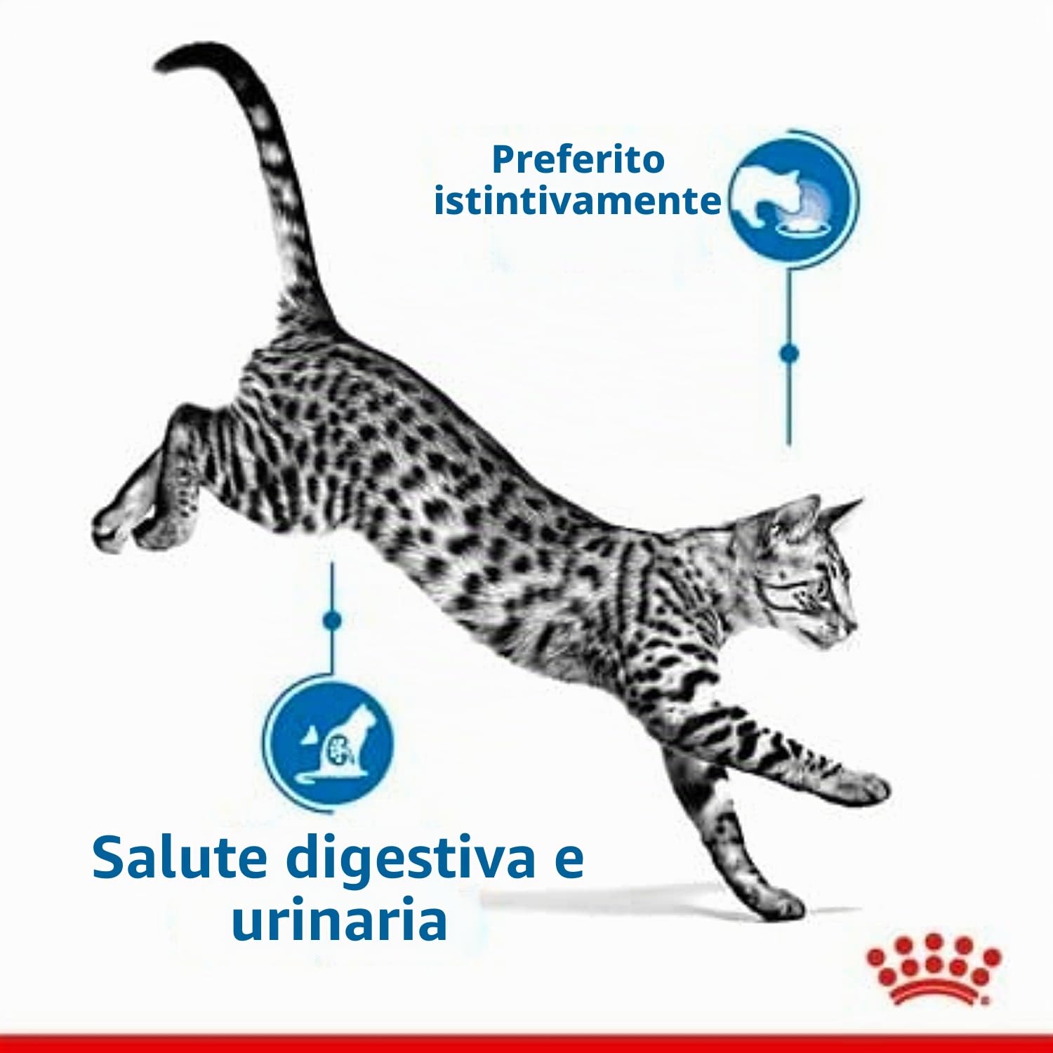 Royal Canin Indoor Sterilised in Sauce | Confezione da 4 | 4 x 12 x 85 g | Alimento completo per gatti adulti che vivono in casa | Per gatti sterilizzati | Bocconcini in salsa