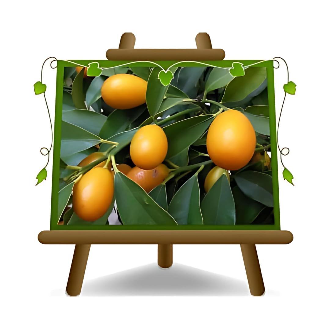 Zitrusgewächs Kumquat Fortunella Margarita auf Blumentopf 20 - Fruchtbaum max 80 cm - Anbau Italien