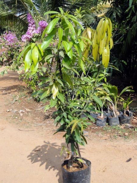 All time mango plant grafted baramasi (Pack of 1) (B0CRQ5QWCZ) Amazon Price History, Amazon Price Tracker