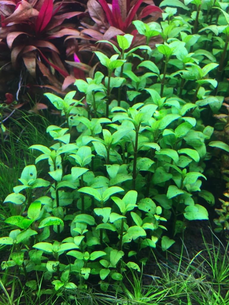 Acmella repens ((Emersed) 1 Pot) Green