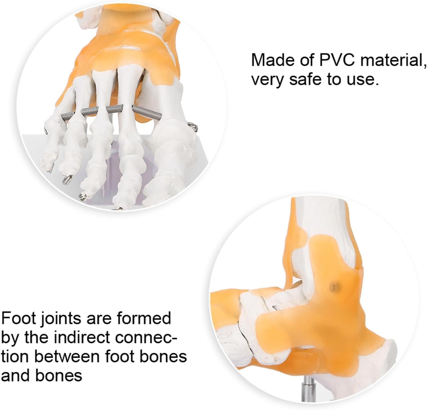 Modelo de pie anatómico humano de tamaño natural – Modelo de esqueleto de pie con ligamentos flexibles for estudio educativo de anatomía