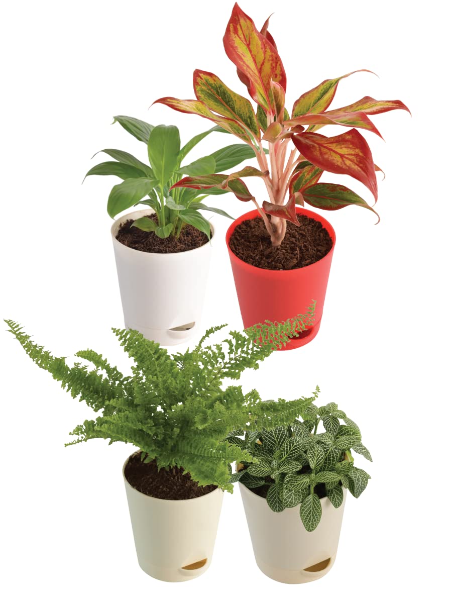 UGAOO Combo of 4 Indoor Live Plants for Home Decor with Pot - Fittonia Green, Peace Lily, Aglaonema Red, Fluffy Ruffles Fern (B0B74NWPJS) Amazon Price History, Amazon Price Tracker