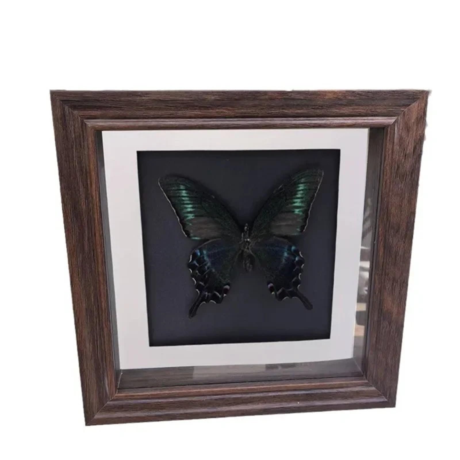 Shadow Boxes Retro Style Butterfly Specimen Display Frame Glass Insect Shadow Box With 2cm Hollow Walnut Frame Photo Frames Home Decor(20.3x20.3x2cm 8inch)