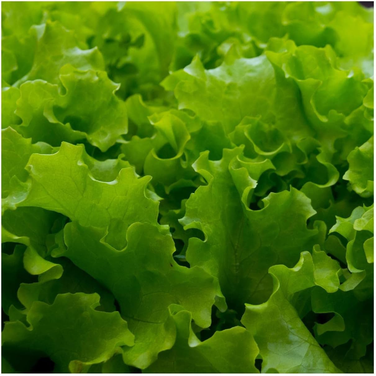Everwilde Farms - 1/4 Lb Organic Great Lakes Butterhead Lettuce Seeds - Gold Vault