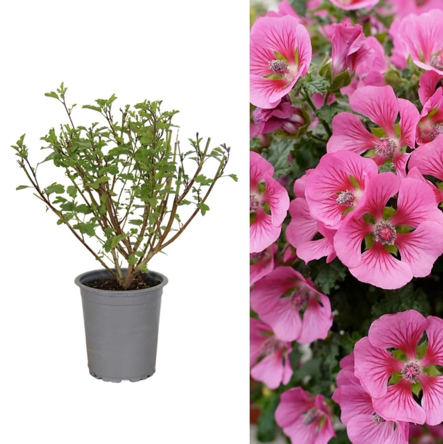 Anisodontea Capensis - Cape Mallow Plant - Flowering Garden Plant 15-25cm in Height (3 Plants)