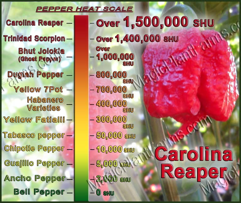 Extremely Hot Red Carolina Reaper Peppers Ground Powder by Magic Plant | Pure Carolina Reaper Chili Pepper | All Natural - Fair Trade - No Additives (1/2 Oz)