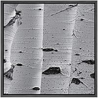 SIGNWIN Framed Canvas Wall Art White Birch Forest Tree Bark Nature Texture Photography Minimalism Modern Closeup Dramatic Black and White for Living Room, Bedroom, Office - 16