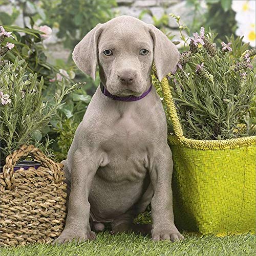 weimaraner done deal