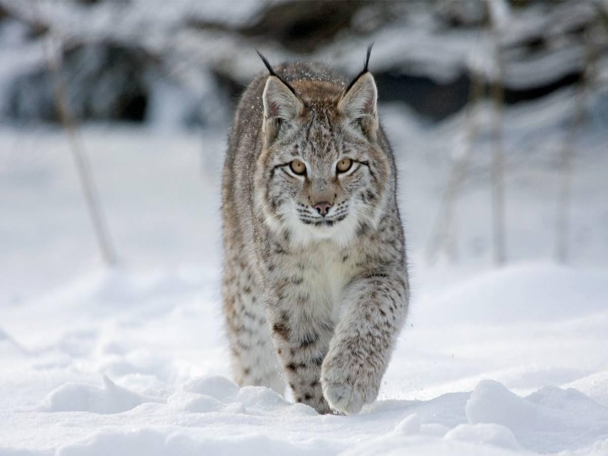 CALVENDO Puzzle Lynx Courant dans la Neige 1000 Pieces 64 x 48 cm from Wilfried Martin