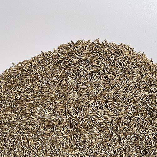 FESTUCA ARUNDINACEA | Tappeto Erboso | Il Contadino (10 Kg)